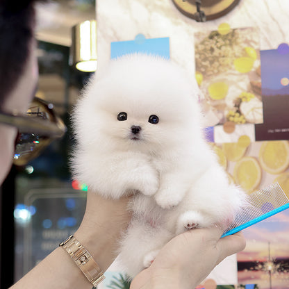Pomeranian - Hayang (Male)