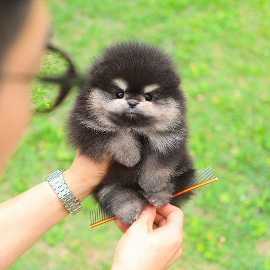Pomeranian - Nua (Female)