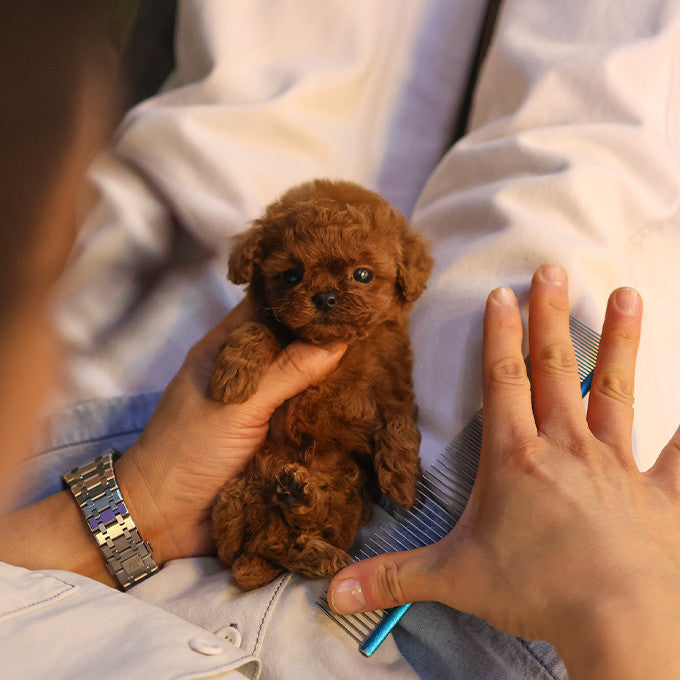 Poodle - Miya (Male)