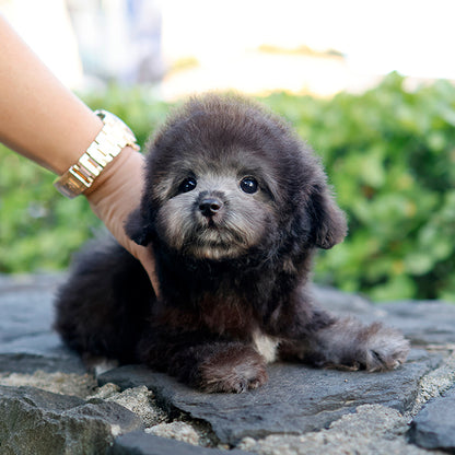 Poodle - Indi (Male)
