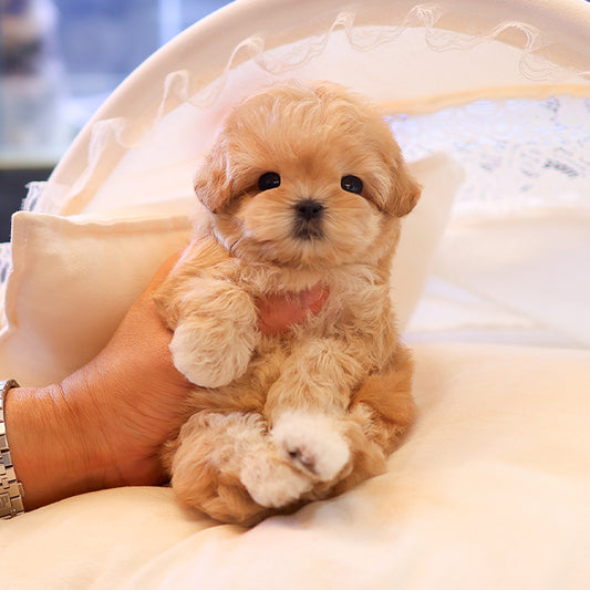 Maltipoo - Bokseul (Male)