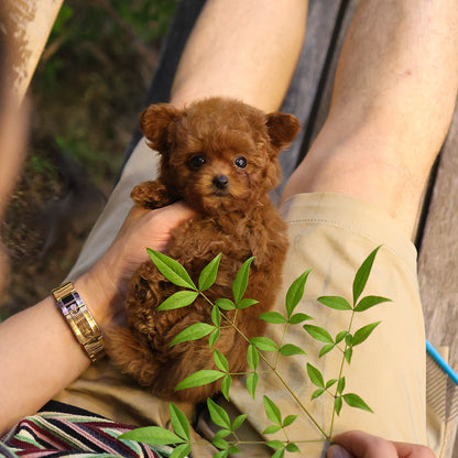 Poodle - Kongkong (Female) $2600