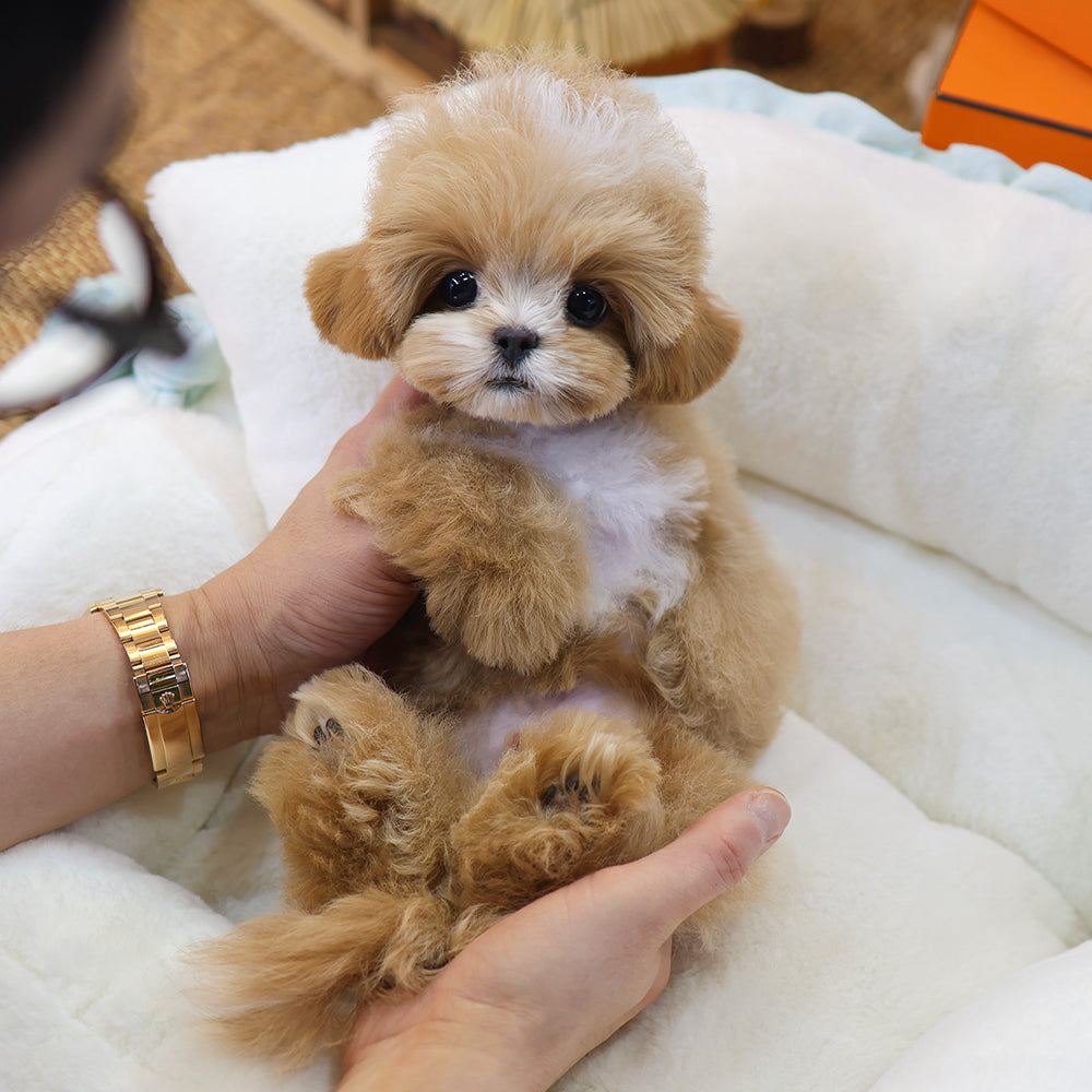 Maltipoo - Pico (Male) $3000