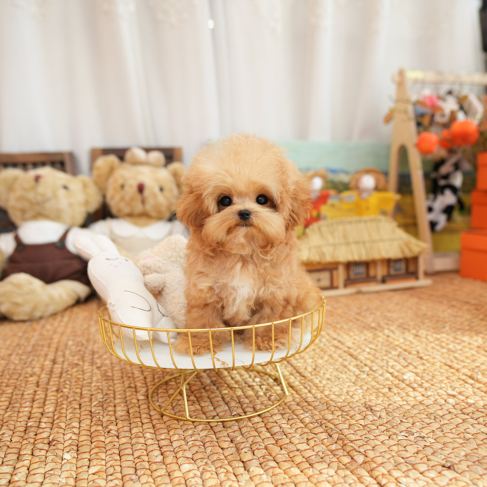 Poodle - Kkuni (Male) $2400