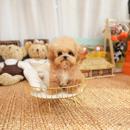 Poodle - Kkuni (Male) $2400