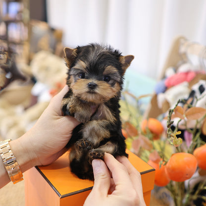Yorkshire Terrier - Hamong (Female) $3000