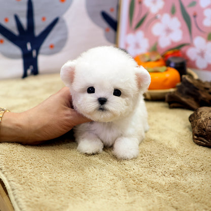 Bichinfrise - Seolhwa (Male) $5200