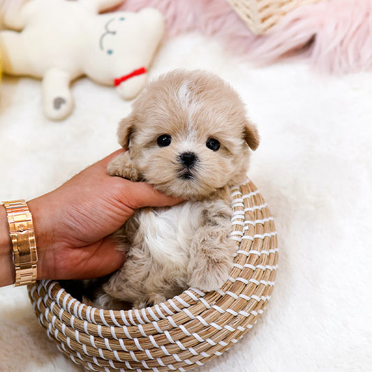 Maltipoo - Chipi (Female)