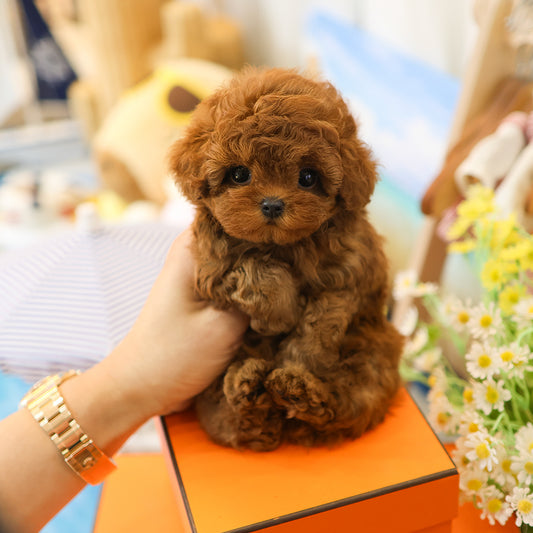 Poodle - Kkuram (Female)