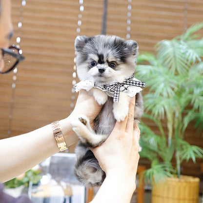 Pomeranian - Juhyeon (Female) $3300