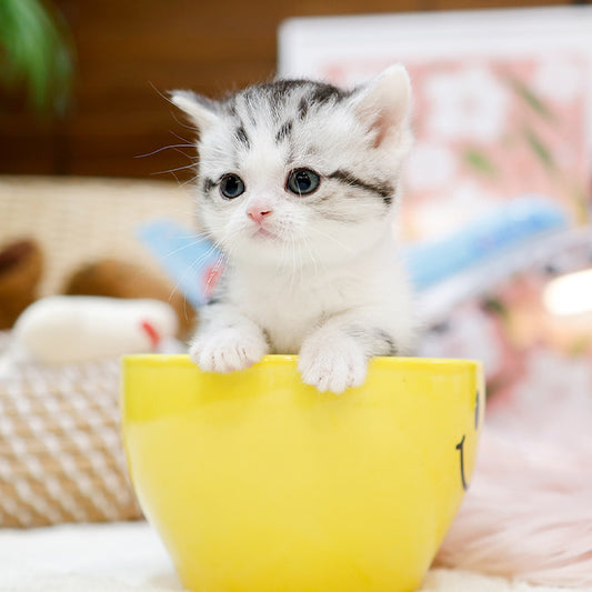 Munchkin - Neopeu (Female)