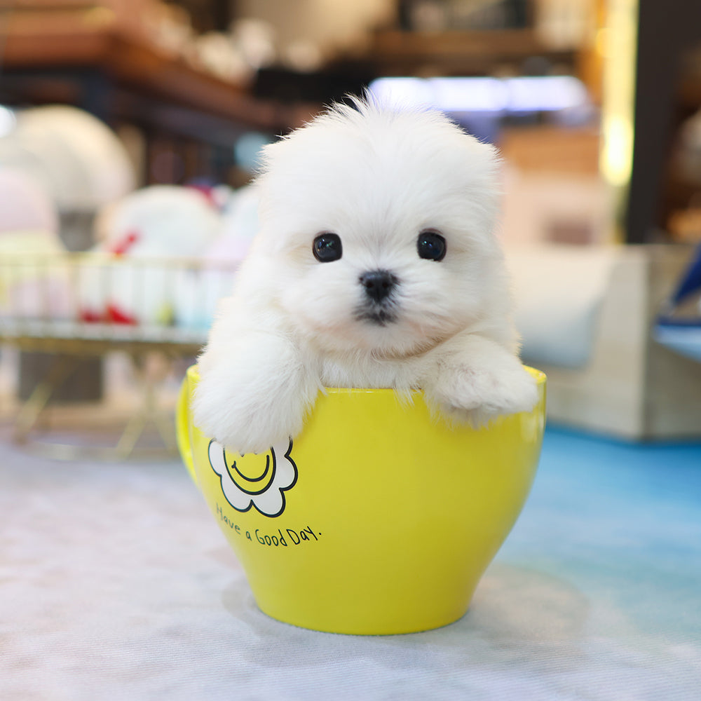 Maltese - Hyoa (Female) $2400