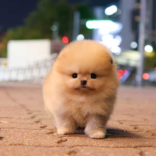 Pomeranian - Ttungtti (Female) $3200
