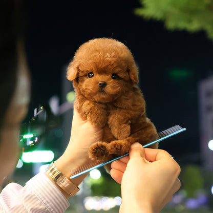 Poodle - Jeonju (Male) $4300