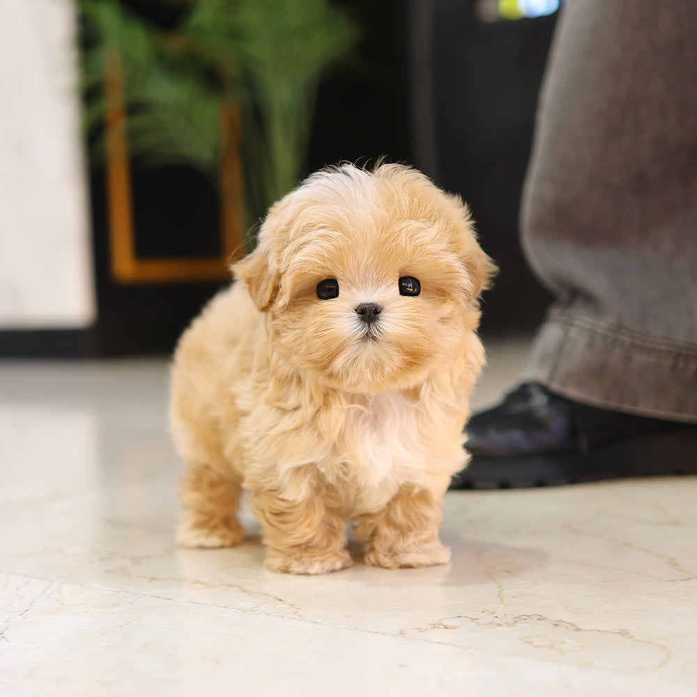 Maltipoo - Kkona (Male) $4000