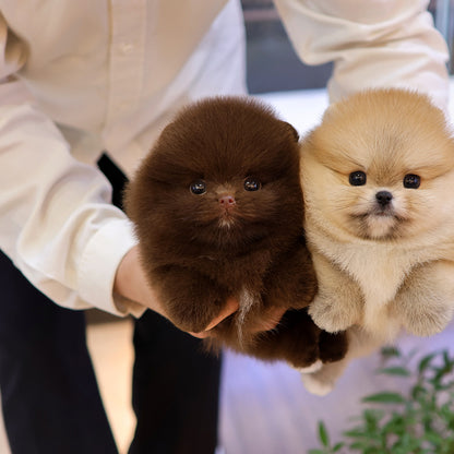 Pomeranian - Chii (Female) $5000