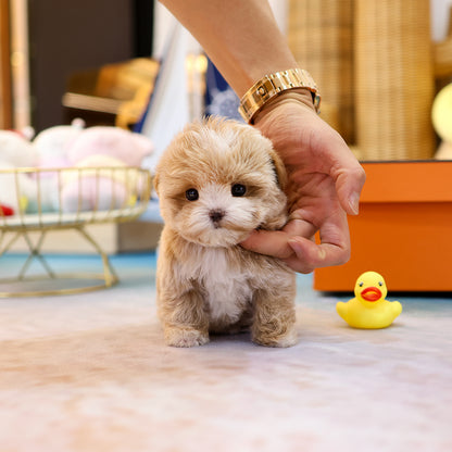 Maltipoo - Kirong (Female) $4200