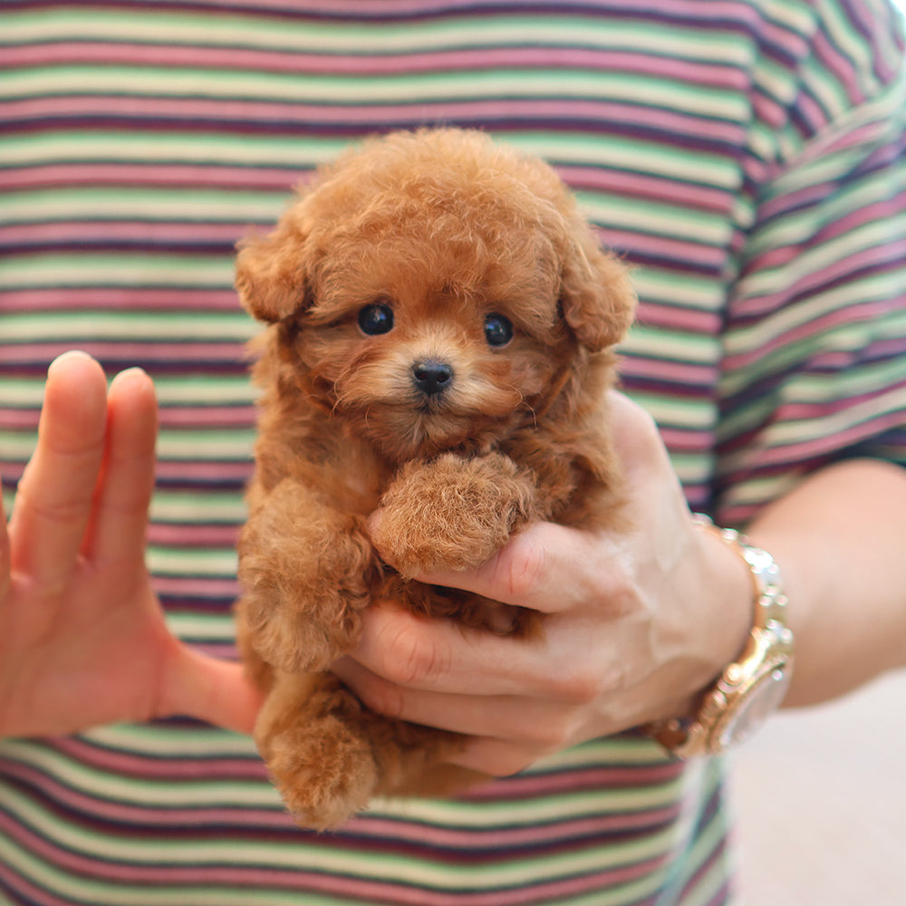 Poodle - Ppippi (Female) $3200