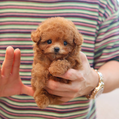 Poodle - Ppippi (Female) $3200