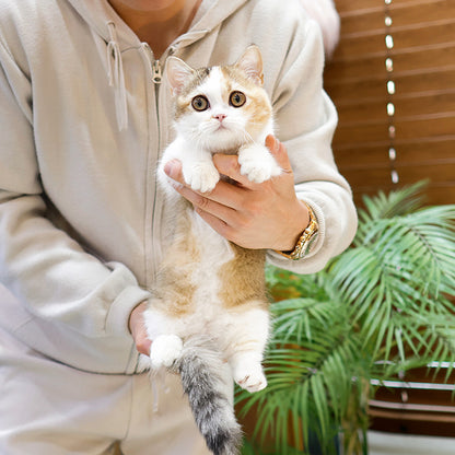 Munchkin - Bini (Female)