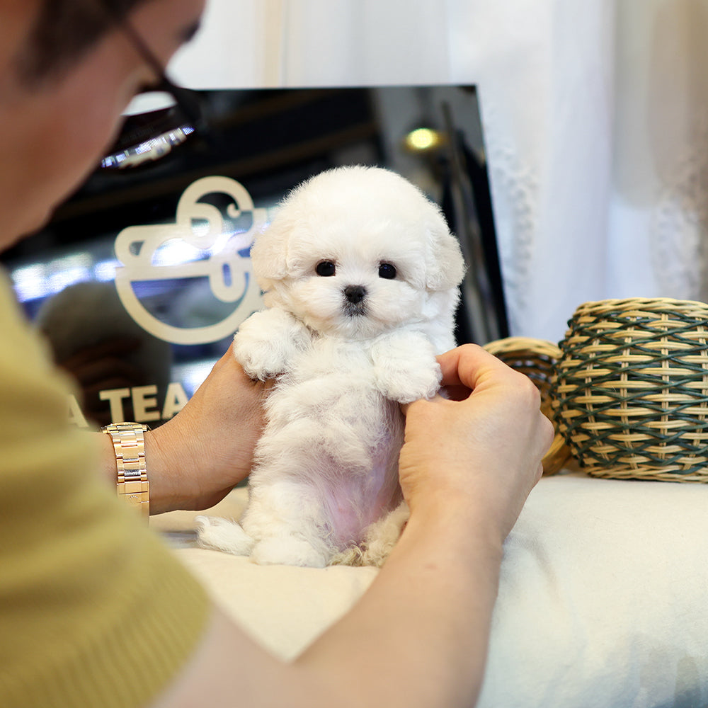 Bichinfrise - Posong (Female) $3800
