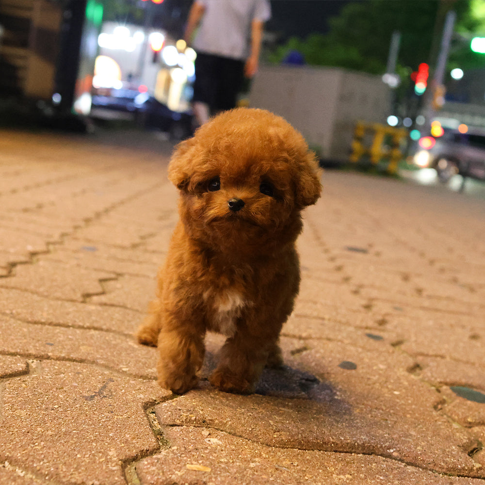 Poodle - Kukeu (Female) $4000