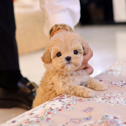 Maltipoo - Ttodong (Female) $2500
