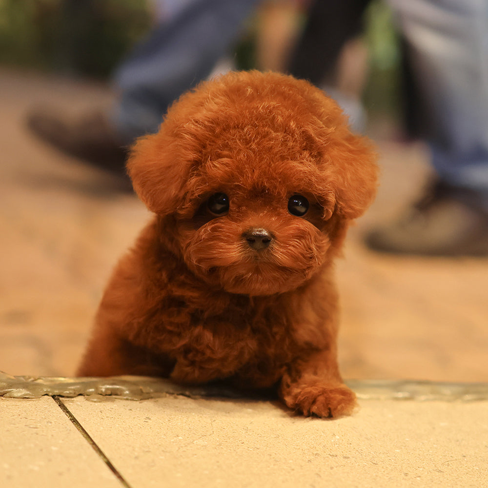 Poodle - Eilli (Male) $4000
