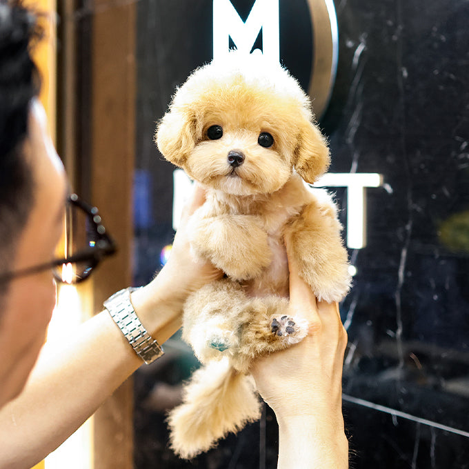 Poodle - Yeoreum (Female)