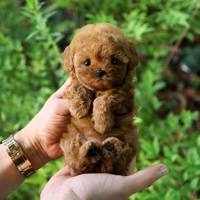 Poodle - Gaeul (Female) $2600