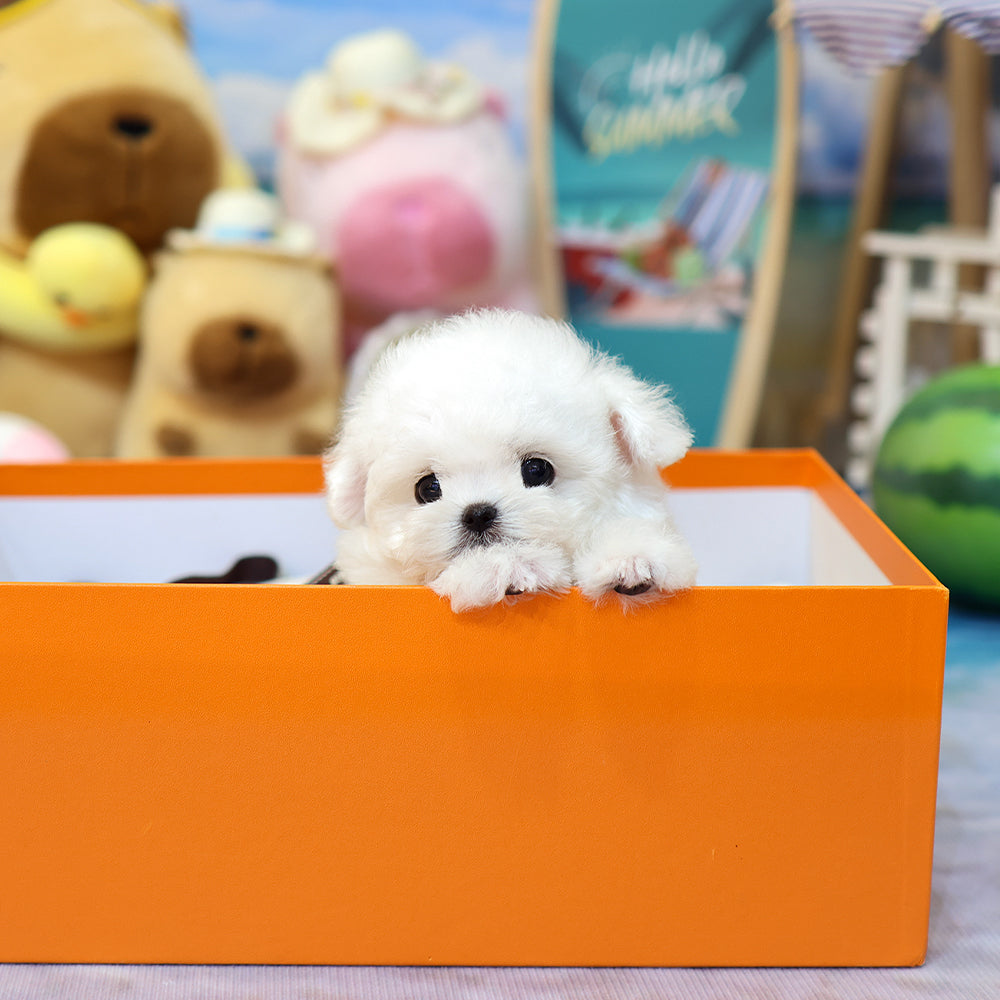 Bichon Frise - Gamja (Female) $5200
