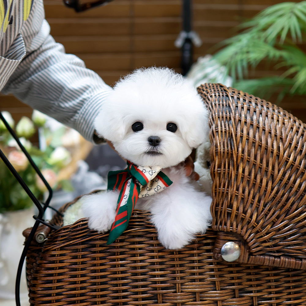 Bichon Frise - Yeongja (Female) $2800