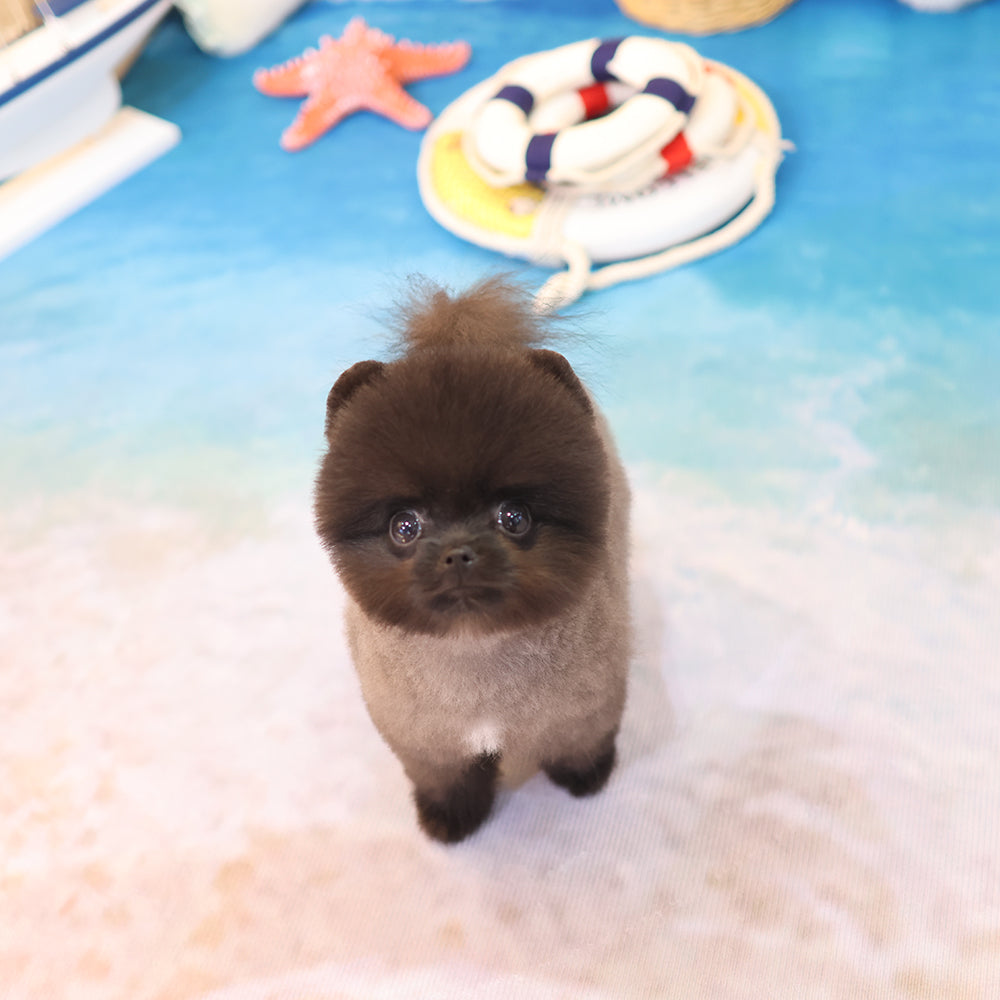 Pomeranian - Pungcha (Male)