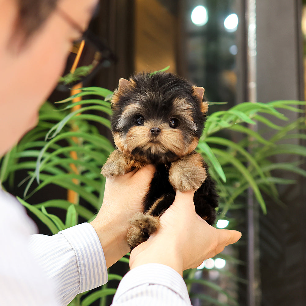 Yorkshire Terrier - Mollang (Female) $5700