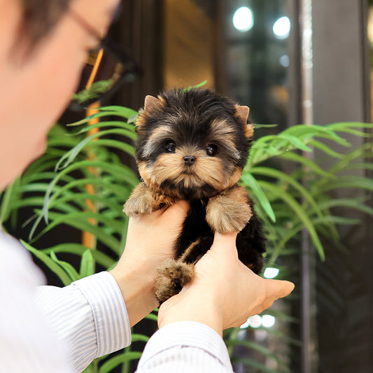 Yorkshire Terrier - Mollang (Female) $5700