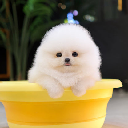 Pomeranian - Kkoma (Female) $5200