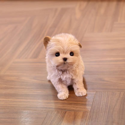 Maltipoo - Ttotto (Female) $3400