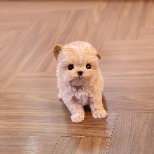 Maltipoo - Ttotto (Female) $3400