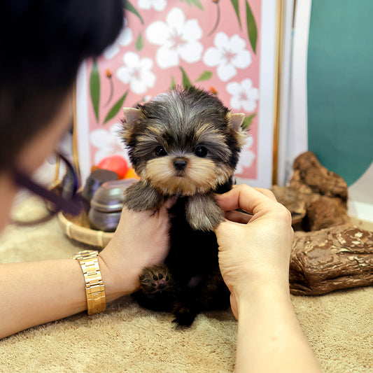 Yorkshire Terrier - Saida (Female) $5200