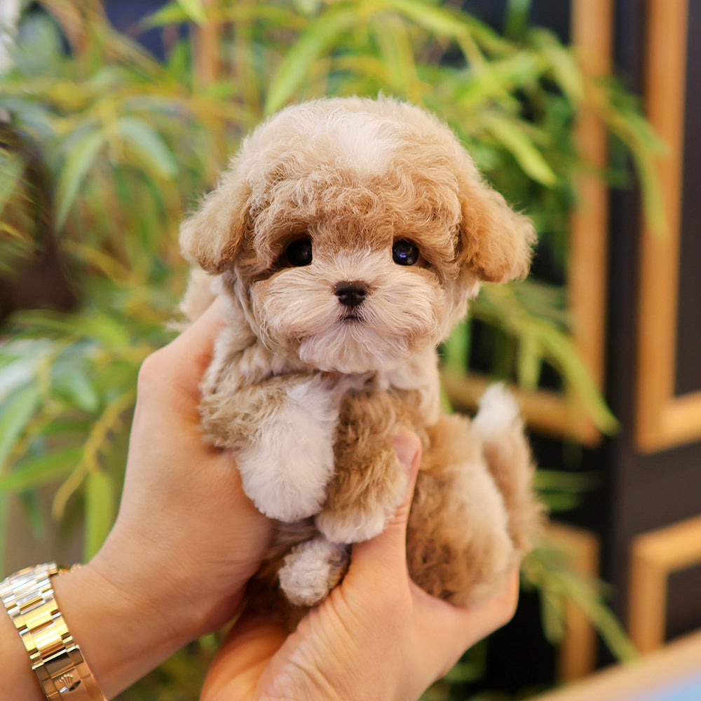 Poodle - Remon (Male)