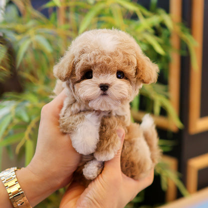 Poodle - Remon (Male)