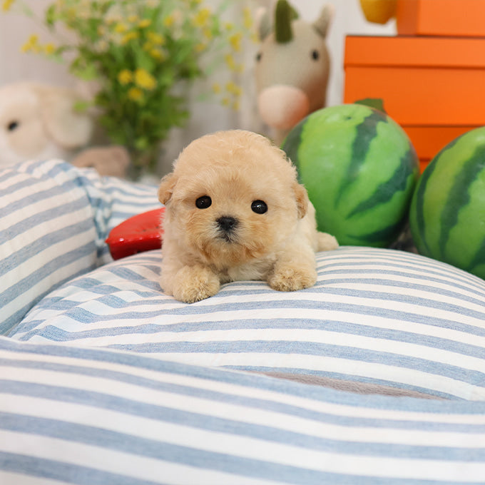 Poodle - Gamja (Female)