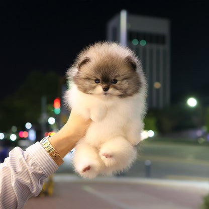 Pomeranian - Thra (Male)