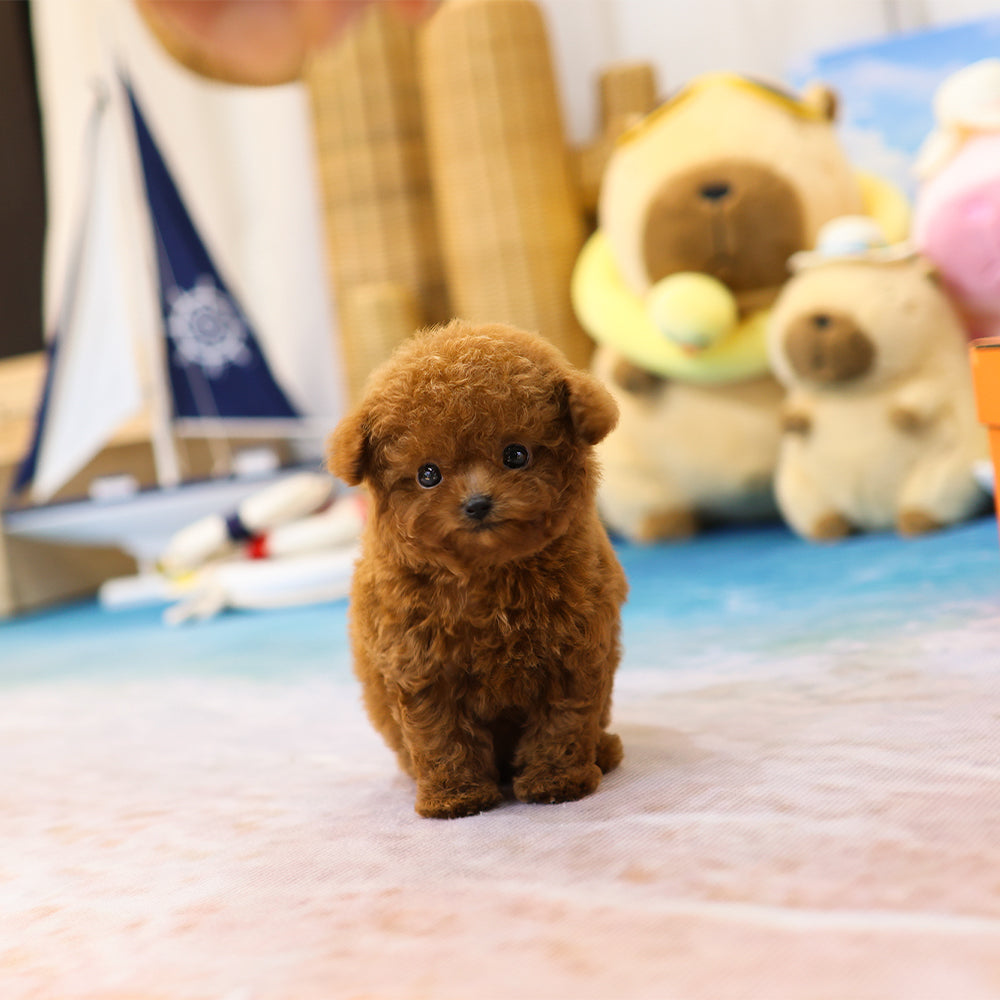 Poodle - Kkakka (Female) $5500
