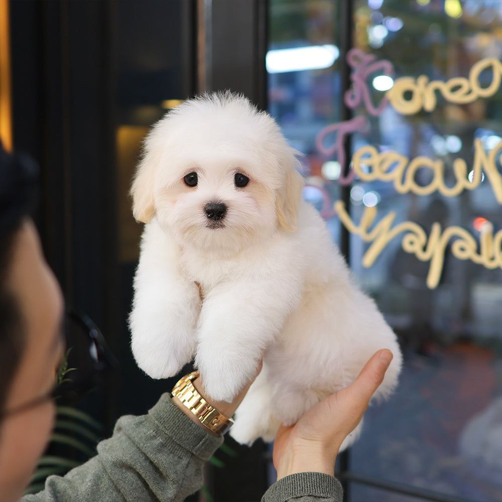 Coton De Tulear - Homi (Male) $5000