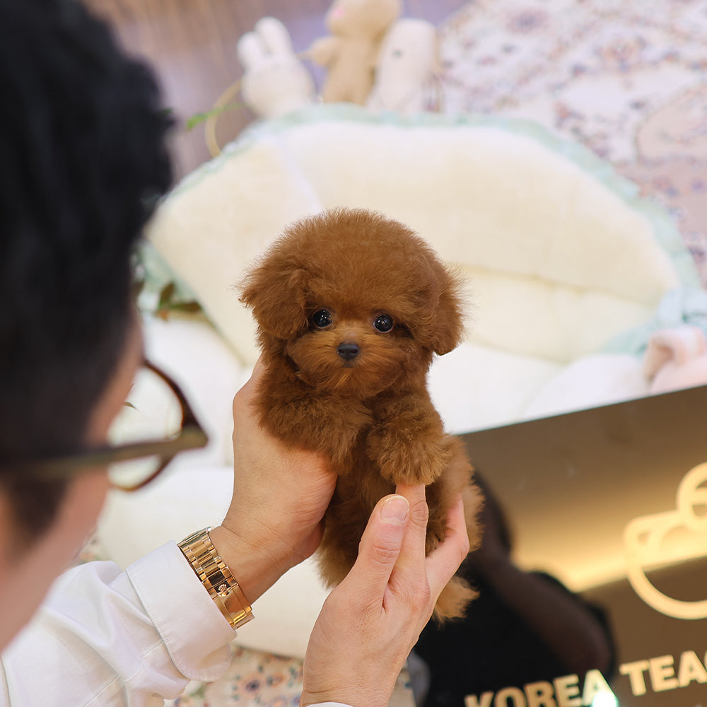 Poodle - Roni (Female) $3500