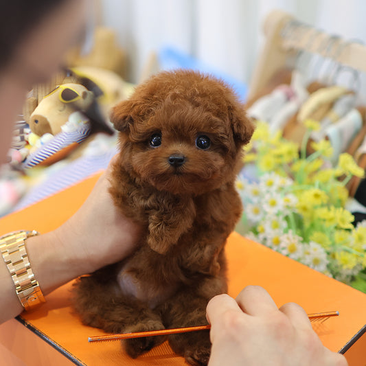 Poodle - Toto (Male) $3200