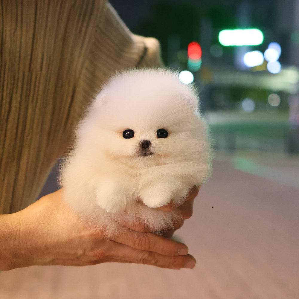 Pomeranian - Momo (Female) $4000
