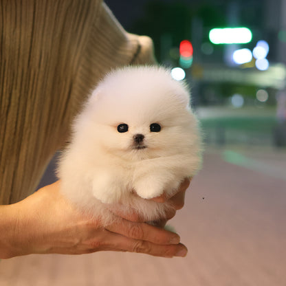 Pomeranian - Momo (Female) $4000