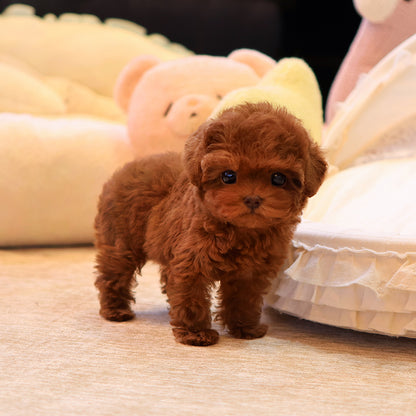Poodle - Mara (Female) $2800